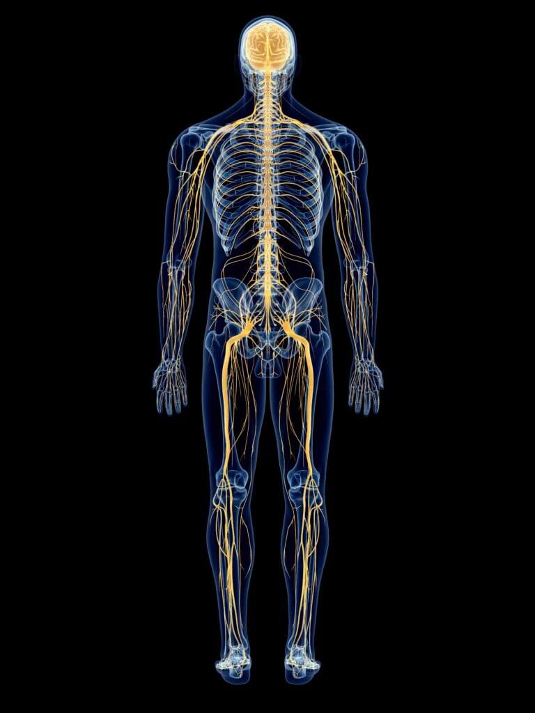 the-importance-of-a-neurology-informed-biomechanical-framework