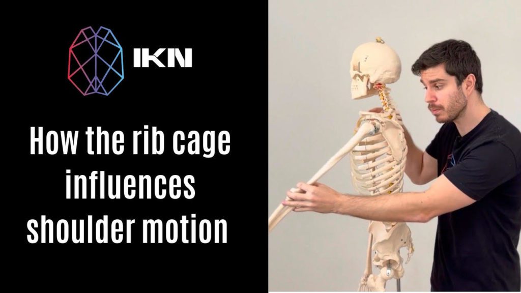 How The Ribcage Influences Shoulder Motion Integrated Neurology