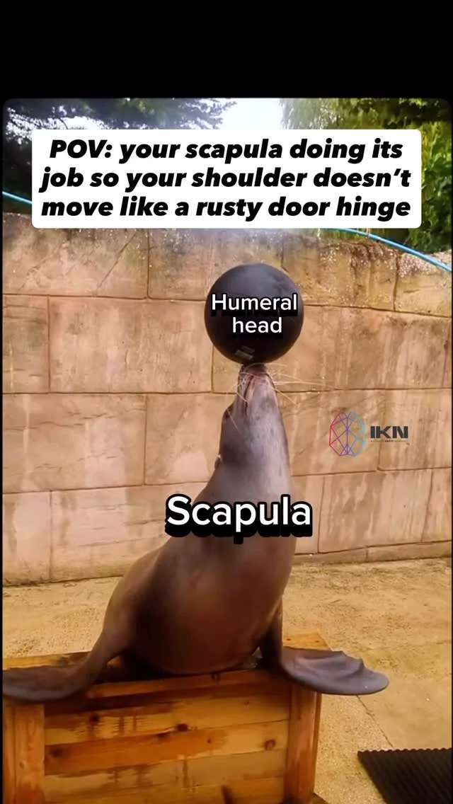 Scapular motion affords more movement options at the humerus 

Don’t keep it in your back pockets just because someone told you it needs to be stable 

Take the time to appreciate what the scapula has the capacity to do, and work towards restoring movement options if limited

Want to learn how we restore movement to a stuck scapula? Check out our upcoming online Level 1 & 2 courses dropping Nov 24th with some big discounts 🔥